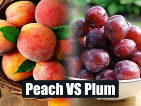Peach Vs Plum: आड़ू और प्‍लम में से कौन है ज्‍यादा हेल्‍दी? जानिए फायदे और दोनों की न्यूट्रिशन वेल्‍यू