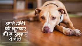 अपने डॉगी को गलती से भी न खिलाएं ये 5 फूड, जानिए वो चीजें जिन्हें खुद खाने के साथ कुत्‍ते को भी खिला सकते हैं