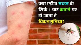 Chikungunya: क्‍या एडीज मच्‍छर के 1 बार काटने पर हो जाता है चिकनगुनिया? एक्‍सपर्ट से जानिए चिकनगुनिया का मच्‍छर कैसे करता है अटैक