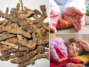 Katuki Benefits: बुखार की नेचुरल दवा है कुटकी, लिवर और वजन घटाने में भी मदद करती है ये आयुर्वेदिक जड़ी बूटी