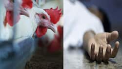 Bird flu in India: दिल्‍ली एम्‍स में बर्ड फ्लू के कारण हुई पहली मौत, आइसोलेशन में है AIIMS दिल्ली का स्टाफ