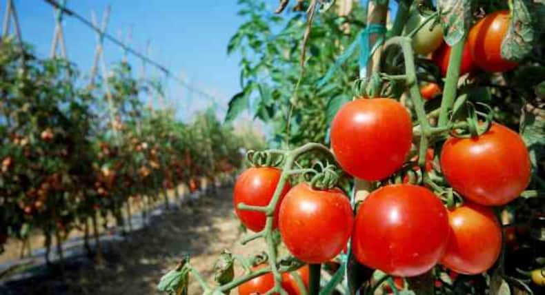 Top 12 Most Pesticide-Contaminated Fruits and Vegetables