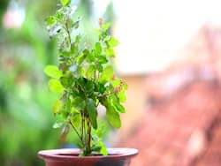 अपच की समस्या को दूर करें तुलसी की पत्तियां, जानें सेवन के फायदे