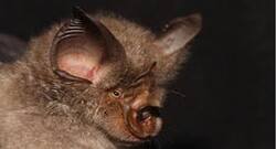 Origin Of SARS-Cov2: Novel Coronavirus Discovered In British Horseshoe Bats