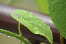 Ayush Ministry On Giloy: गिलोय से लिवर डैमेज होने के दावों को आयुष मंत्रालय ने बताया गलत