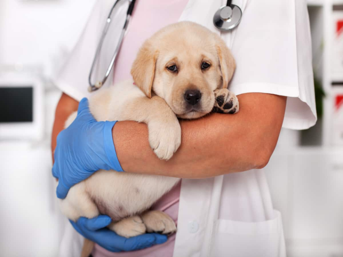 do dogs get sick like humans