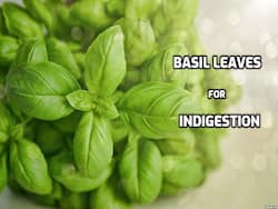 Having Trouble With Digestion? Include Basil Leaves In Your Diet To Relieve Indigestion