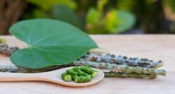 Can Consuming Too Much Giloy During Covid-19 Cause Liver Damage?