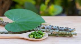Can Consuming Too Much Giloy During Covid-19 Cause Liver Damage?
