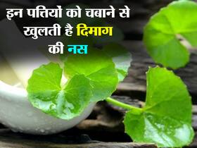 सुबह उठने के बाद इस पौधे की पत्तियां चबाने से दिमाग होता है तेज ! शरीर को भी मिलते हैं ये गजब के फायदे