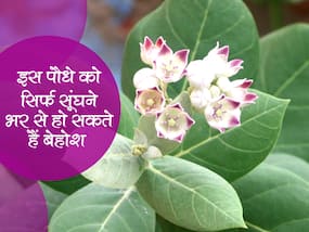 इस पौधे के पत्ते को सूंघने से ही बेहोश हो सकते हैं आप! भूलकर भी पास न ले जाएं इस फूल के पास अपनी नाक