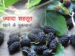 Side Effects of Shahtoot: अधिक शहतूत खाने से ब्लड शुगर हो सकता है कम, ये हैं शहतूत खाने के 4 नुकसान