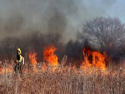 Wildfire Smoke Exposure Can Increase Your Risk Of Getting COVID-19 Infection