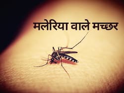 Malaria Mosquitoes: 5 तरह के होते हैं मलेरिया वाले मच्‍छर, जानिए कौन से मच्‍छर हैं ज्‍यादा खतरनाक और उन्‍हें पहचानने के तरीके