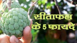Benefits Of Custard Apple: सेहत के लिए काफी गुणकारी हैं सीताफल | जाने सीताफल यानी कस्टर्ड एप्पल के 5 फायदे