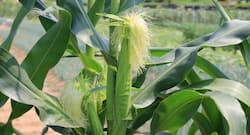 Health Benefits Of Corn Silk: डायबिटीज कंट्रोल करने के लिए रोज़ पीएं मकई के रेशों की चाय, हार्ट बनेगा हेल्दी, जानें कॉर्न सिल्क के अन्य फायदे