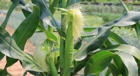 Health Benefits Of Corn Silk: डायबिटीज कंट्रोल करने के लिए रोज़ पीएं मकई के रेशों की चाय, हार्ट बनेगा हेल्दी, जानें कॉर्न सिल्क के अन्य फायदे Health Benefits Of Corn Silk: डायबिटीज कंट्रोल करने के लिए रोज़ पीएं मकई के रेशों की चाय, हार्ट बनेगा हेल्दी, जानें कॉर्न सिल्क के अन्य फायदे