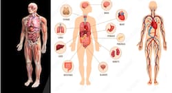 World Organ Donation Day: Do You Know What Are The Organs You Donate?