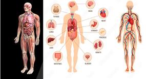 World Organ Donation Day: Do You Know What Are The Organs You Donate?