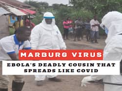 Marburg Virus: Over 150 Cases Detected, WHO Warns Against Ebola's Deadly Cousin That Spreads Like COVID