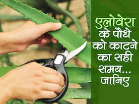 Best Time to cut aloevera plant in hindi : दिन या रात कब कांटे एलोवेरा के पौधे से टहनी? 90 फीसदी लोग करते हैं ये गलती तभी नहीं होता फायदा 