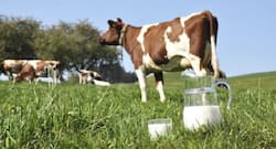 रोग प्रतिरोधक क्षमता बढ़ाकर लंबी उम्र तक हेल्दी रखता है गाय का दूध, जानें इसके 5 बड़े फायदे