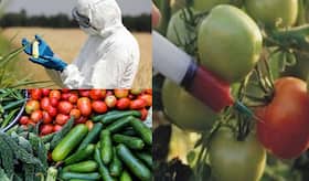 Pesticides In Vegetables And Fruits Can Make You Obese, Malnourished, Study Finds