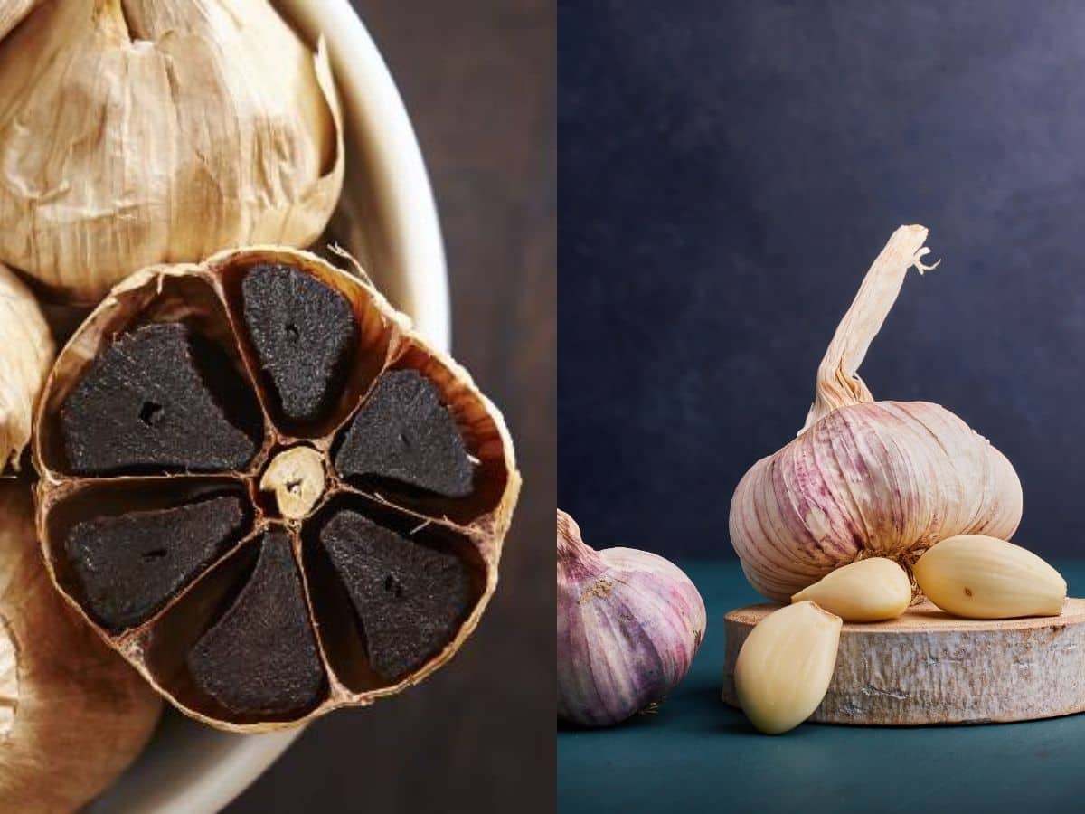 Black Garlic vs White Garlic Benefits In Hindi काले और सफेद लहसुन में