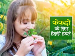 फेफड़ों से जहरीले टॉक्सिन को बाहर निकालते हैं ये 5 हर्ब्स और ये 1 फ्रूट, जानें कौन से गुण करते हैं ये कमाल