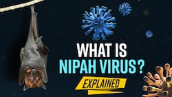 Nipah Virus : Know More About The Virus, It's Symptoms And Treatment ! Watch Video