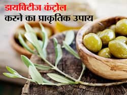 Health Benefits Of Olive Leaves : जैतून का तेल ही नहीं इसकी पत्तियां भी हैं हेल्दी, इन हेल्थ प्रॉब्लम्स में आती हैं दवा की तरह काम