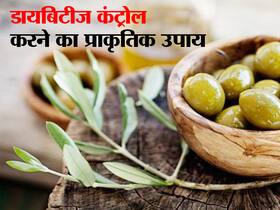Health Benefits Of Olive Leaves : जैतून का तेल ही नहीं इसकी पत्तियां भी हैं हेल्दी, इन हेल्थ प्रॉब्लम्स में आती हैं दवा की तरह काम
