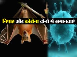 कोरोनावायरस से कितना मिलता-जुलता है निपाह वायरस, जानिए दोनों वायरस के बीच कौन-कौन से लक्षण हैं समान