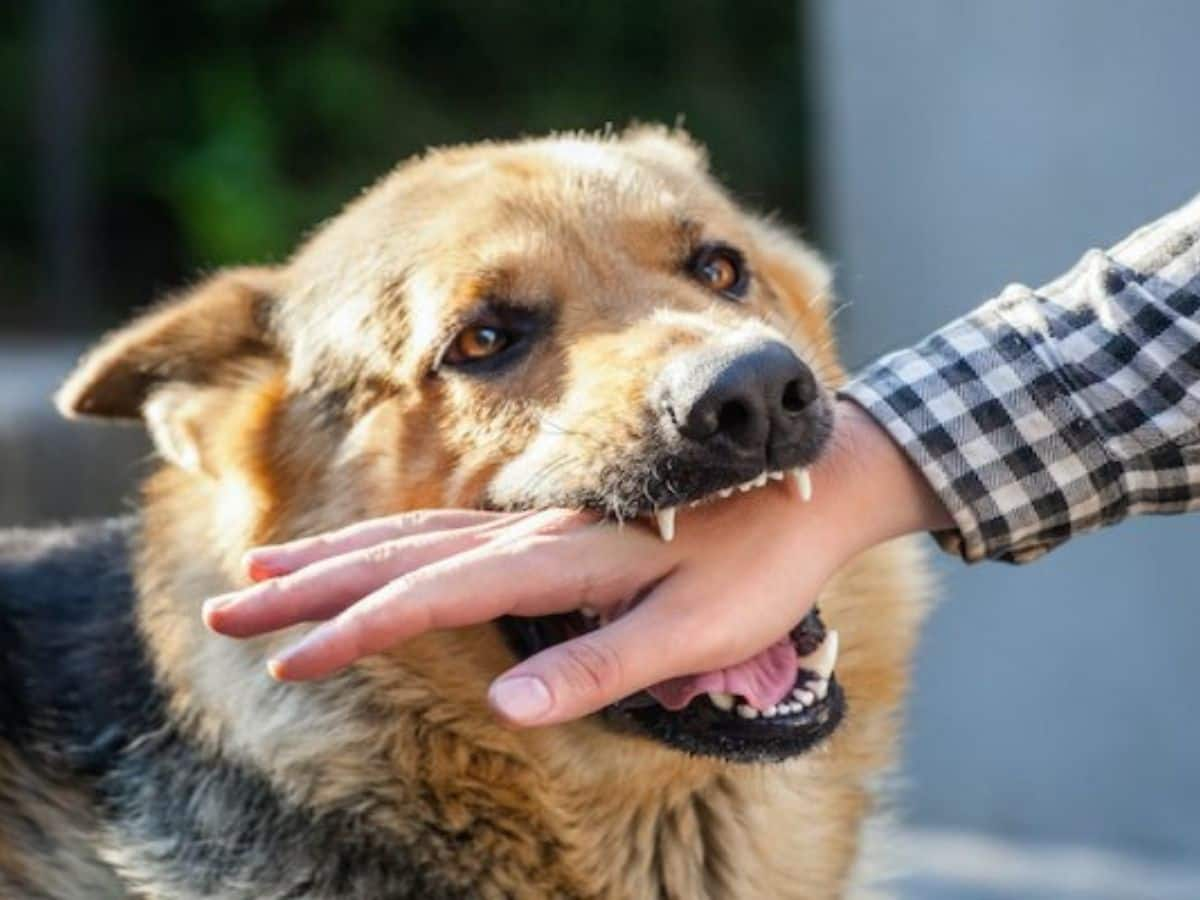 12-Year-Old Kerala Girl Dies From Rabies, 20 Death Cases Recorded In ...