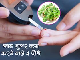 घर में लगे ये 4 पौधे आपके ब्लड शुगर लेवल को करते हैं तुरंत कंट्रोल, जानें किन पौधों से कंट्रोल हो सकती है डायबिटीज