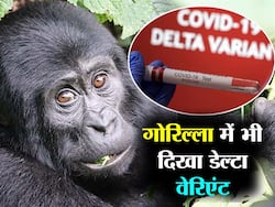 Delta Variant Hits Gorillas: इंसानों के बाद गोरिल्‍ला में दिखा कोरोना का डेल्‍टा वेरिएंट, इन लक्षणों के दिखने पर किया गया टेस्‍ट