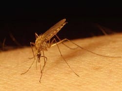 Dangerous New D2 Variant Of Dengue In India A Cause For Concern: Here   s What You Need To Know