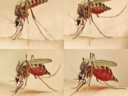 Dengue in Delhi: दिल्ली में बढ़ रहे हैं डेंगू के मामले, सितंबर महीने में 149 मामले दर्ज