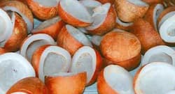 Health Benefits Of Dry Coconut: बच्चों की मेमरी बढ़ाने के लिए उन्हें खिलाएं सूखा नारियल, सेहत को होंगे ये भी फायदे