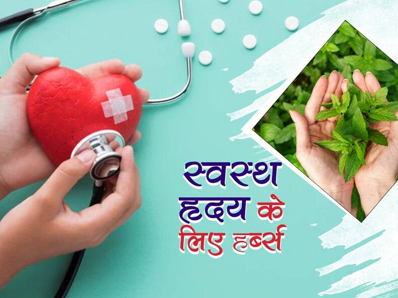 Herbs For Healthy Heart Function: हार्ट की प्रॉब्लम से कोसों दूर रखती हैं ये 5 औषधियां, दिल रोगियों के लिए है फायदेमंद