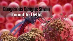 Highly Virulent Strain Of Dengue Reaches Delhi: Experts Warn It Can Lead To Fatal Haemorrhagic Fever