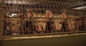 African Swine Flu In India:  मिजोरम के बाद अब त्रिपुरा पहुंचा अफ्रीकी स्वाइन फीवर, पूर्वोत्तर राज्यों में हाई अलर्ट जारी