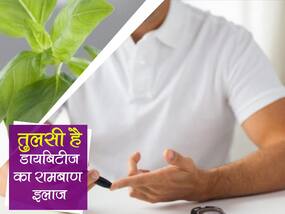 Tulsi Benefits For Diabetes :  तुलसी की पत्तियां चबाने से कम हो सकता है ब्लड शुगर लेवल, इन तरीकों से भी डायबिटीज में कर सकते हैं इसका सेवन