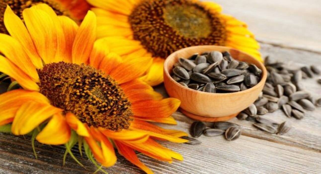 Seeds Benefits in PCOS: पीसीओएस/पीसीओडी होने पर महिलाएं जरूर करें इन 5 बीजों का सेवन, हार्मोंस होंगे संतुलित, PCOS के लक्षण होंगे दूर
