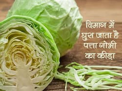 Worms in Brain in hindi : गलत तरीके से पत्ता गोभी खाने पर दिमाग में घुस जाता है कीड़ा! इन 5 तरीकों से बचाएं अपना दिमाग