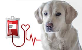 Blood Donation Leads To Weakness And Other Myths About Pets Blood Donation Debunked