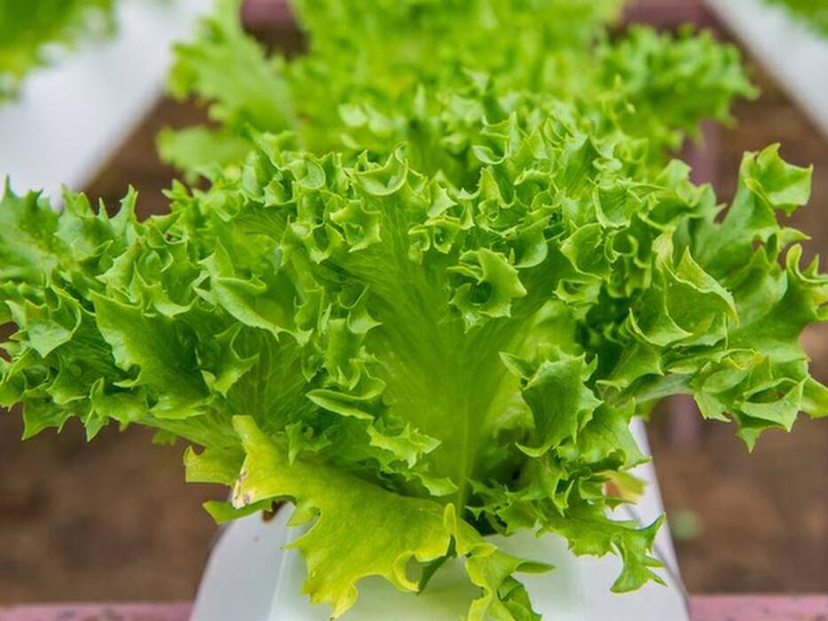 World Vegetarian Day: ये हैं दुनिया की 5 सबसे महंगी सब्जियां, 1 लाख रु किलो आलू तो 2 हजार रुपये किलो है पालक, जानिए क्‍या है खासियत