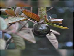 Black Guava Benefits: जल्दी बूढ़ा नहीं होना तो खाएं काला अमरूद, फल से लेकर फूल, पत्तियों में छिपे हैं कई गुण, जानें काले अमरूद के 10 फायदे