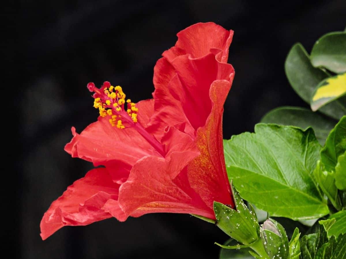 Hibiscus Flower Benefits In Hindi Best Flower Site
