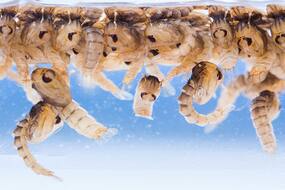 How To Kill Larvae Naturally: पानी की टंकी और गमलों में छिपे लार्वा को ऐसे पहचानें, जानिए लार्वा को मारने के नेचुरल तरीके